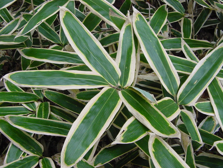 デトックスティーを制す者はダイエットを制す。人気デトックスティーランキング！ おにぎりまとめ